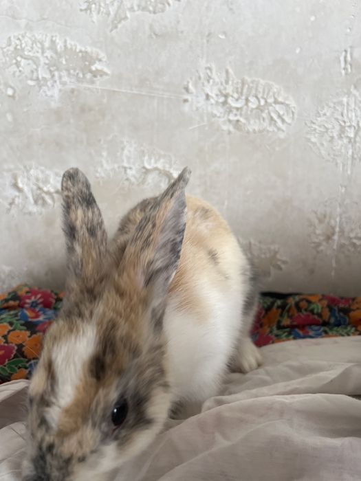 кролик.  девочка