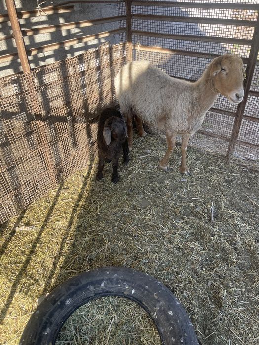 Қой, Ешкі , Қошқарлар Теке 1 Серке 2