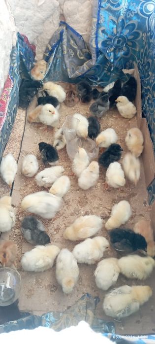 Тауық балапандары сатылады