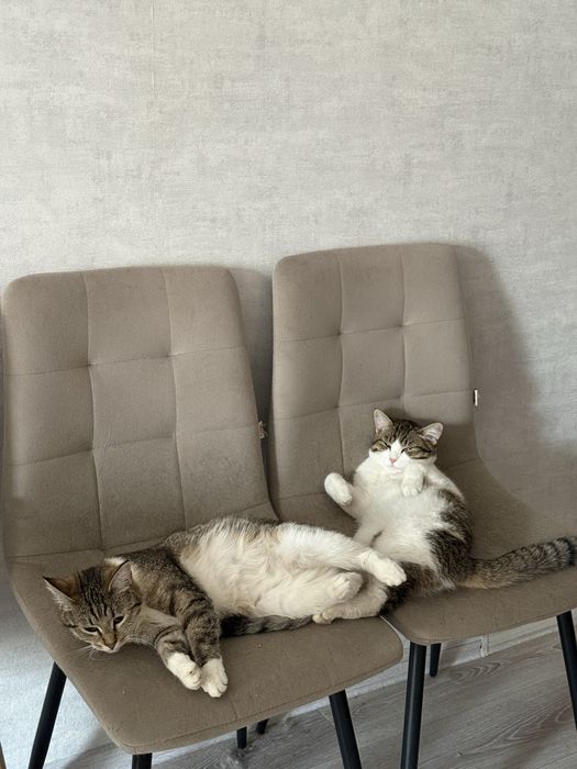 Отдам кошек в добрые руки