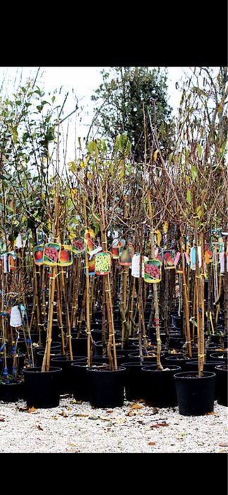 Vindem pomi fructifer