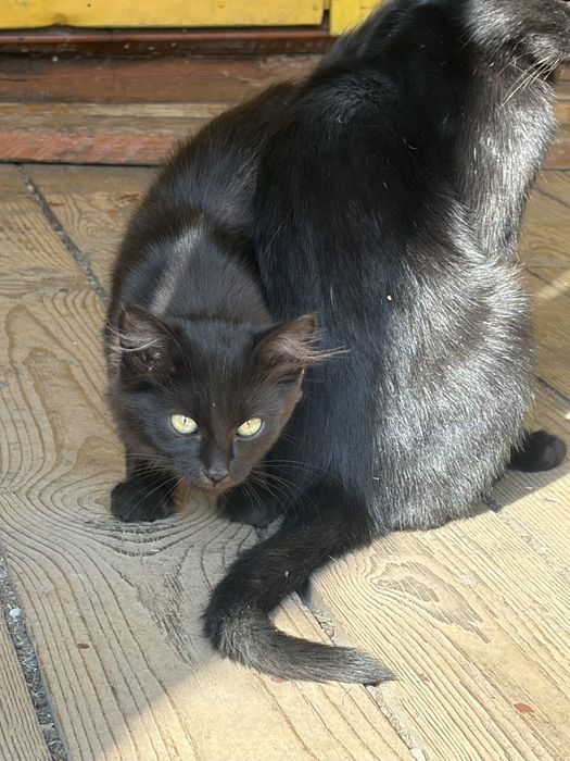 Котята мышеловы 2 мальчика и девочка