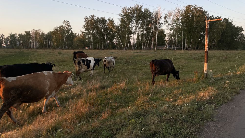 Продам все поголовье сразу