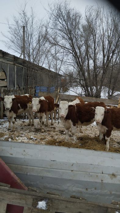 Продам бычков и телочек