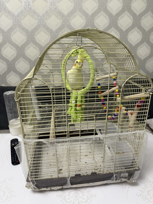 Продается попугай Корелла