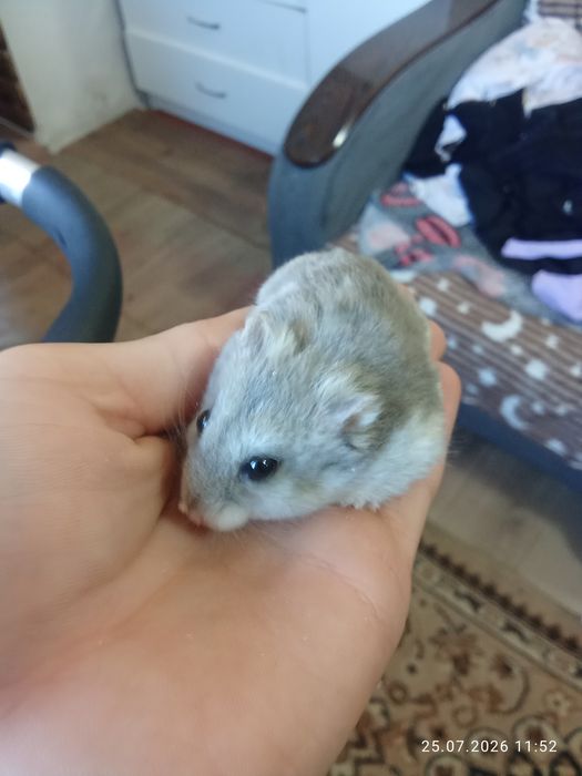 Продам хамика девочку