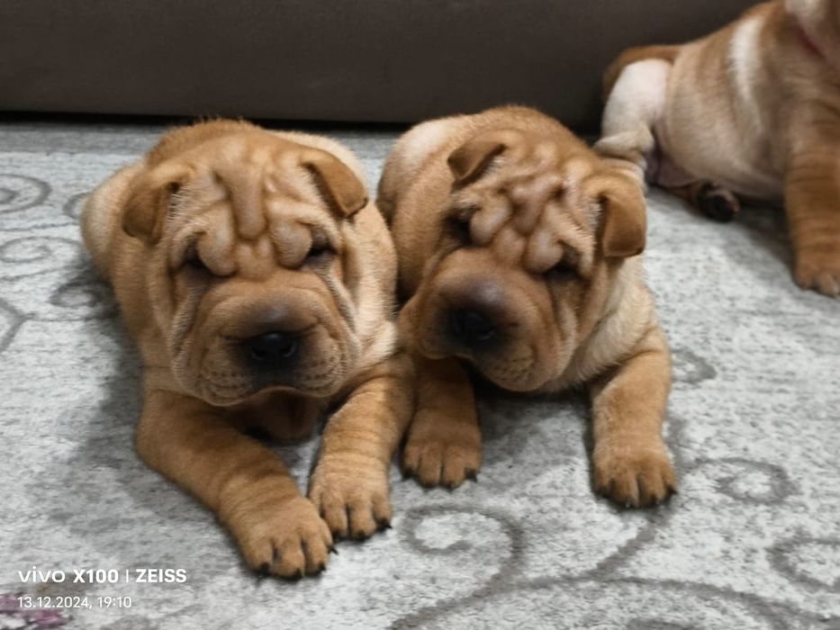 Очаровательные щенки шарпея.