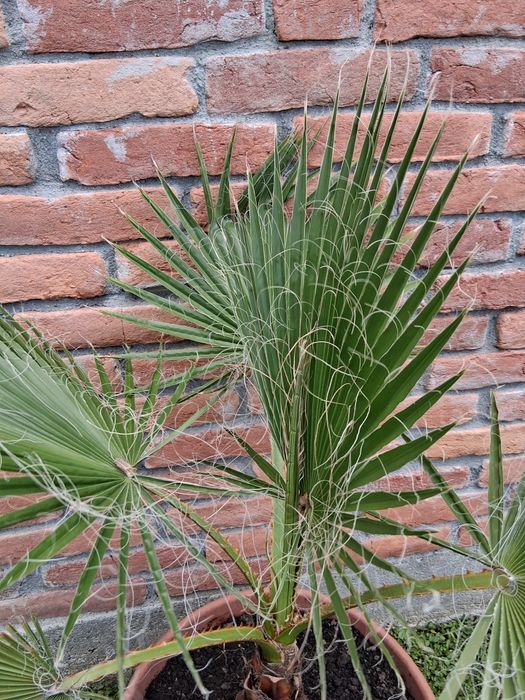 Palmier Washingtonia