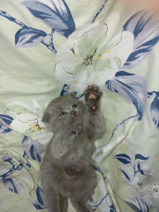 Мушуклар сотилади