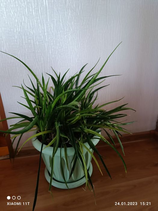 Продам сансивьеру.