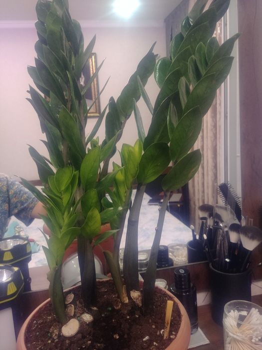 Новый сорт Пирамида 50~60см