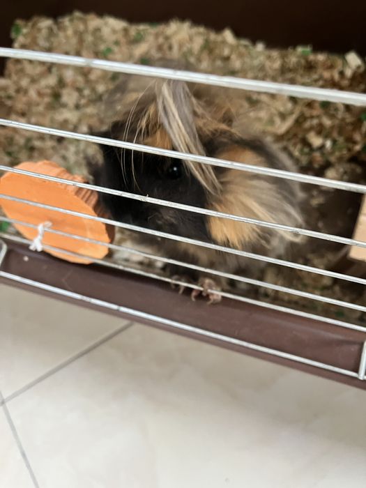 Подарявам морско свинче