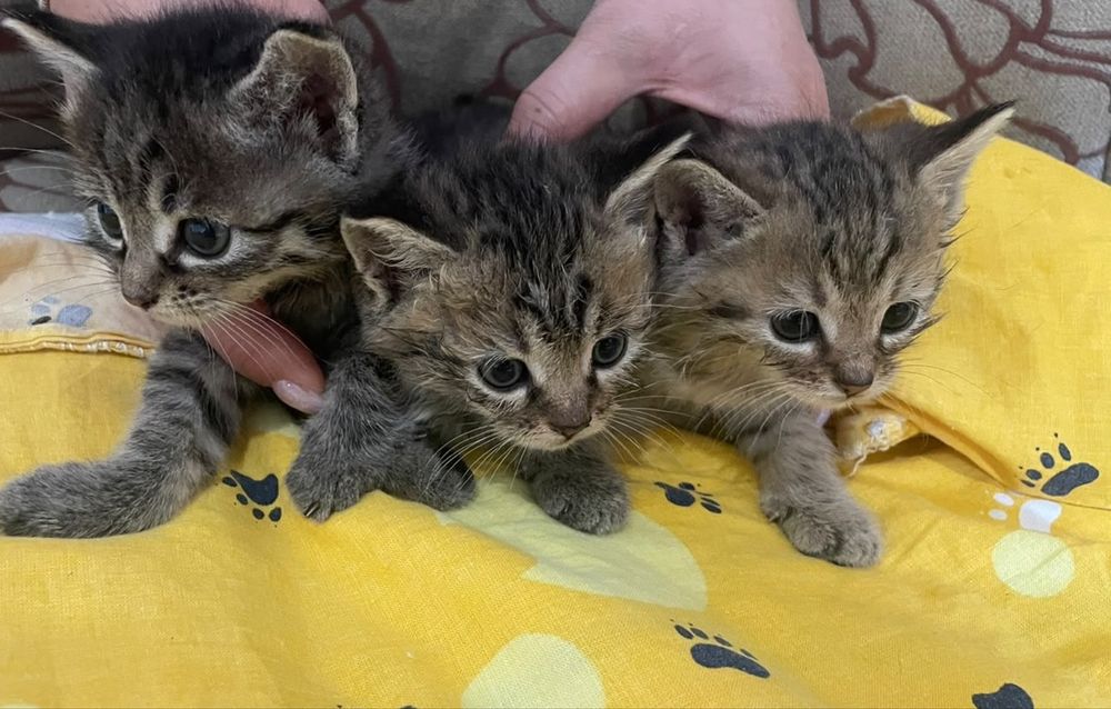 Отдам котят в добрые руки !!!