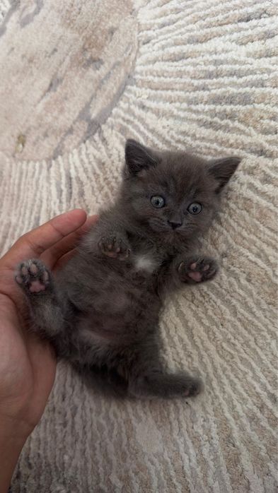 продается котенок
