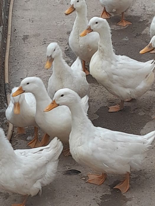 Продаю утки,25 шт.