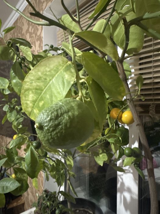 Апельсины Лимоны Лайм