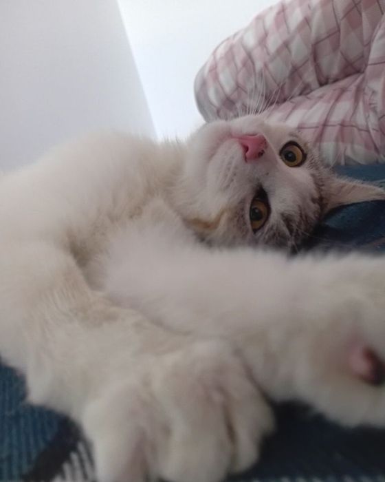 Кот ищет дом. любим