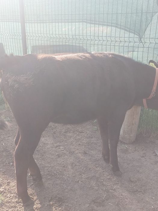 Vand vitica metis angus