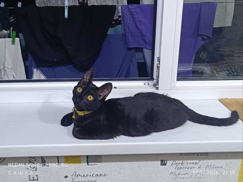 Отдам котика в хорошие руки