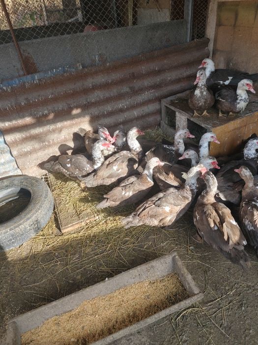 Селезень индоутки на племя