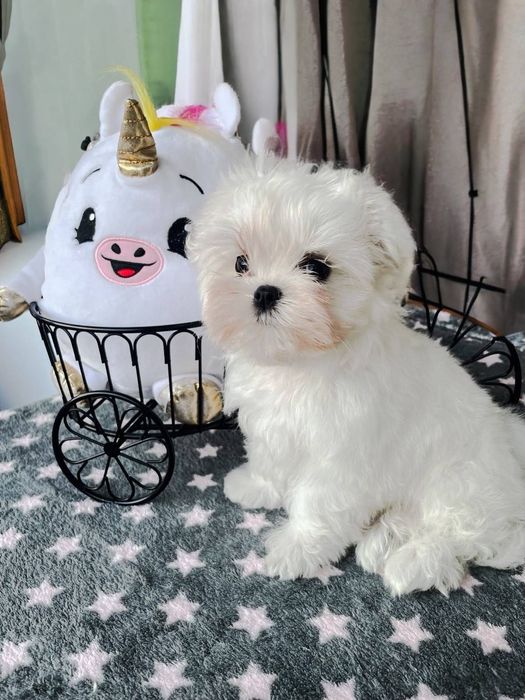 Малтезер,Йоркшир,Малтийска болонка