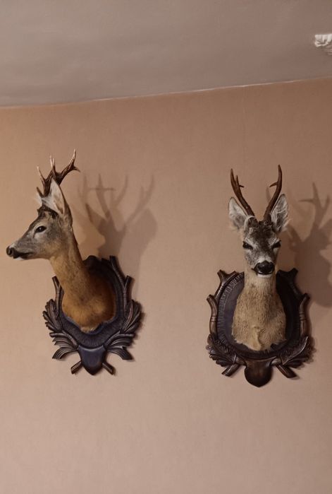 Препарирани сръндак 2бр.