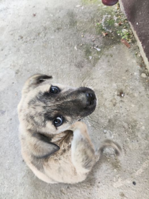 Щенок очень умный