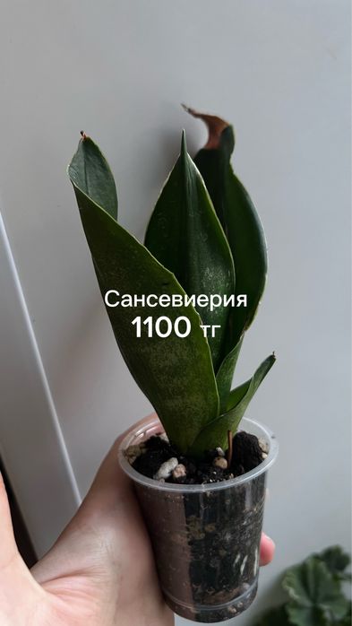 Сансы, алоказия, монстера, эпипремнум