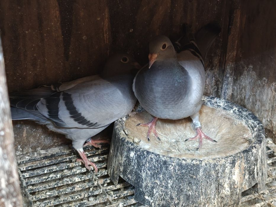 Vand porumbei pui și bătrâni
