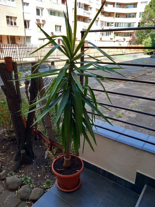 Екзотична Палма дръвче