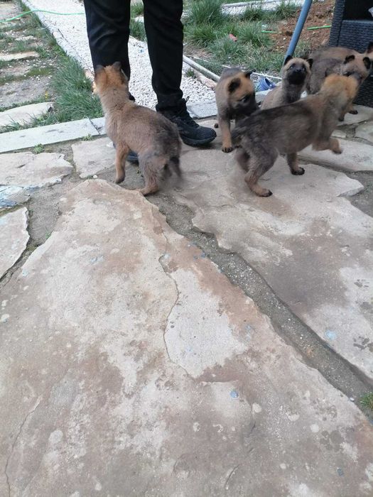 Малки кученца малиноа