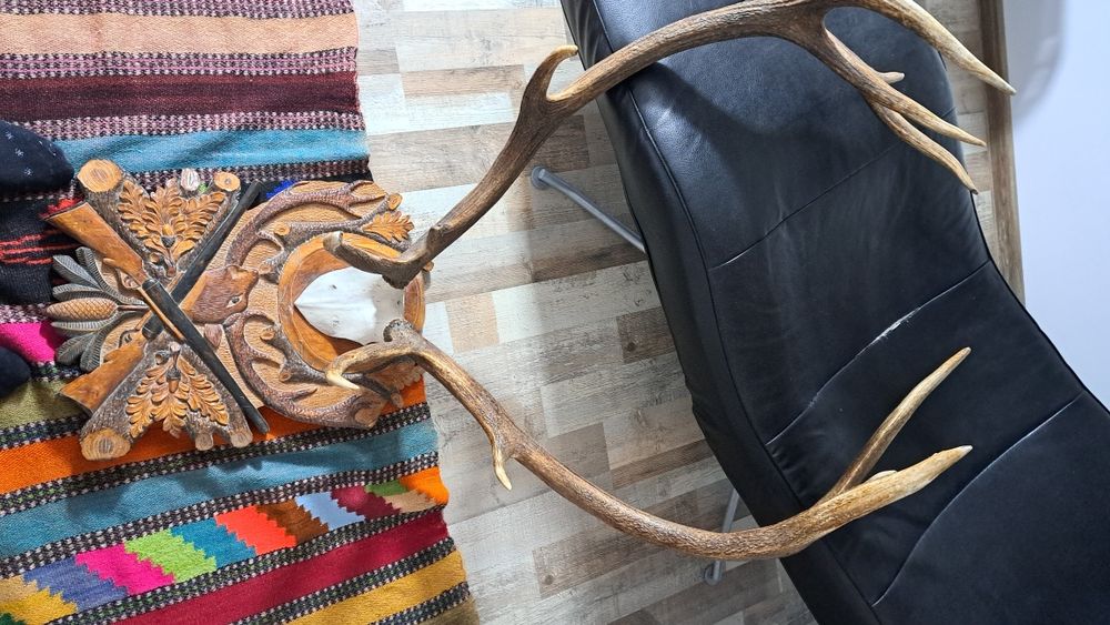 Vand coarne pe panoplie