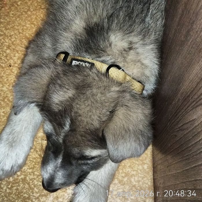 Щенок девочка в поисках дома