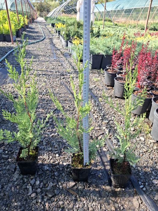 Producator vand Chiparos Leylandii 40-50  cm la P9