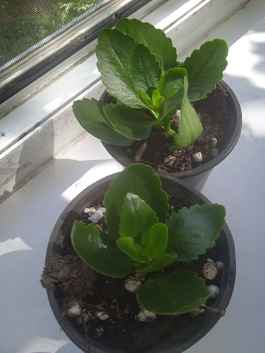 Продам отростки коланхоэ