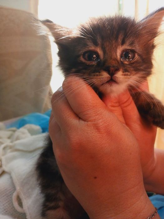 Подарю котят 2э месячные  здоровые веселые