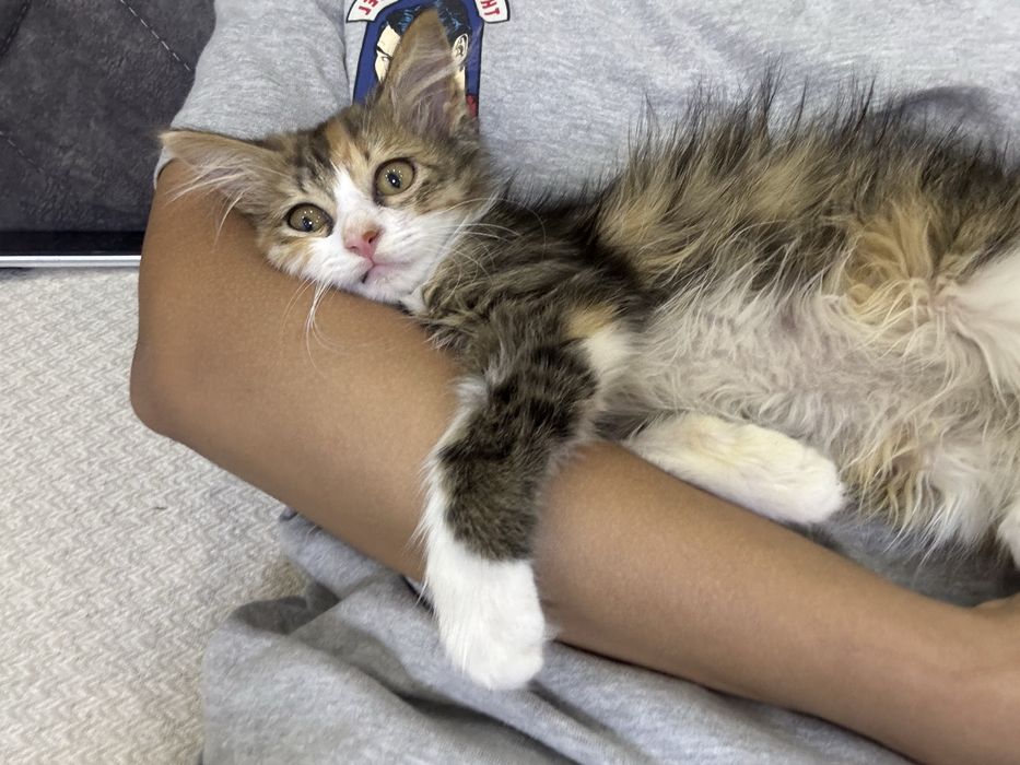 Котенок бесплатно