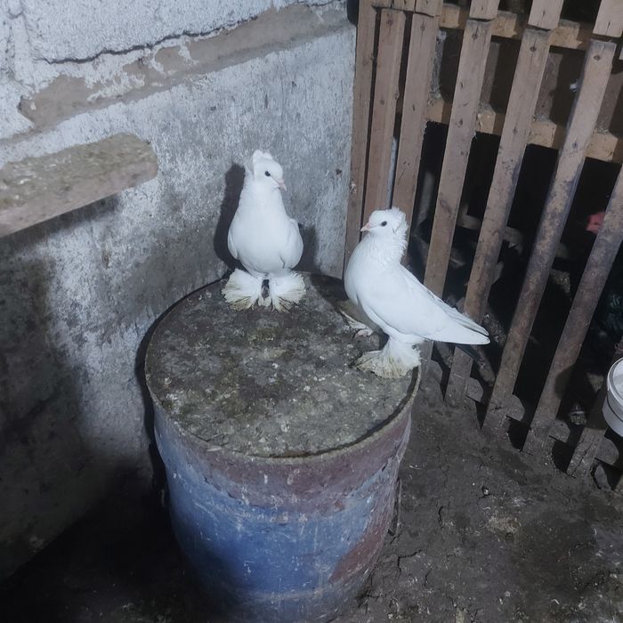 Чернахвость чубати обрезные старапародный