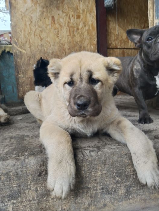 Шикарная девочка , тяж с отл родословной