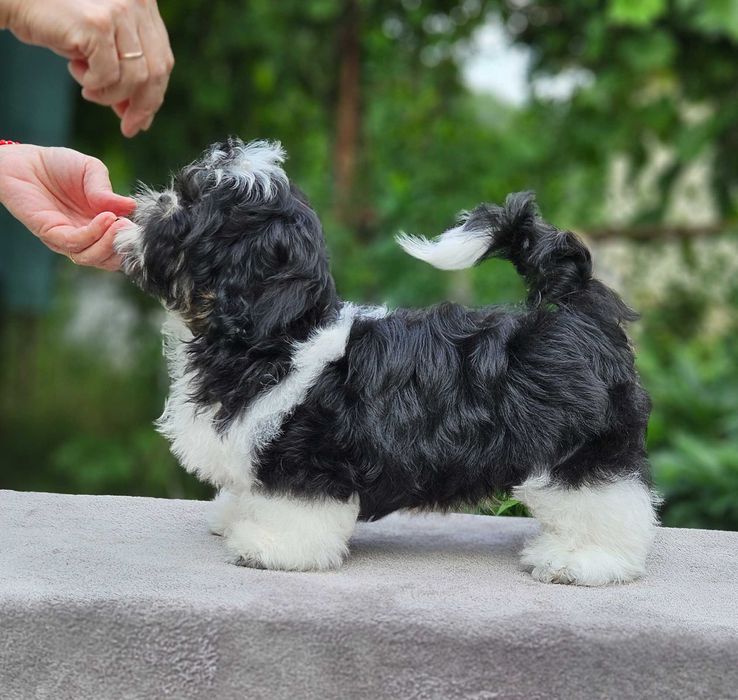 Superb băiețel Shih Tzu