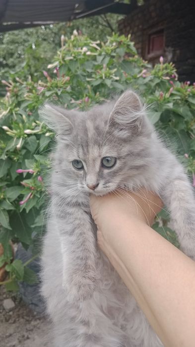 Отдам в хорошие руки