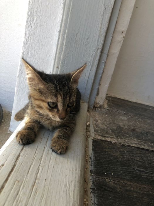 Pisici spre adoptie in Crevedia, in apropiere de Bucuresti, ii putem aduce si acasa.
