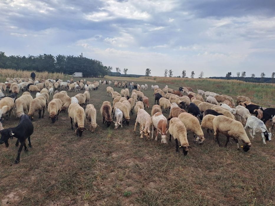 De vânzare Oi și Capre