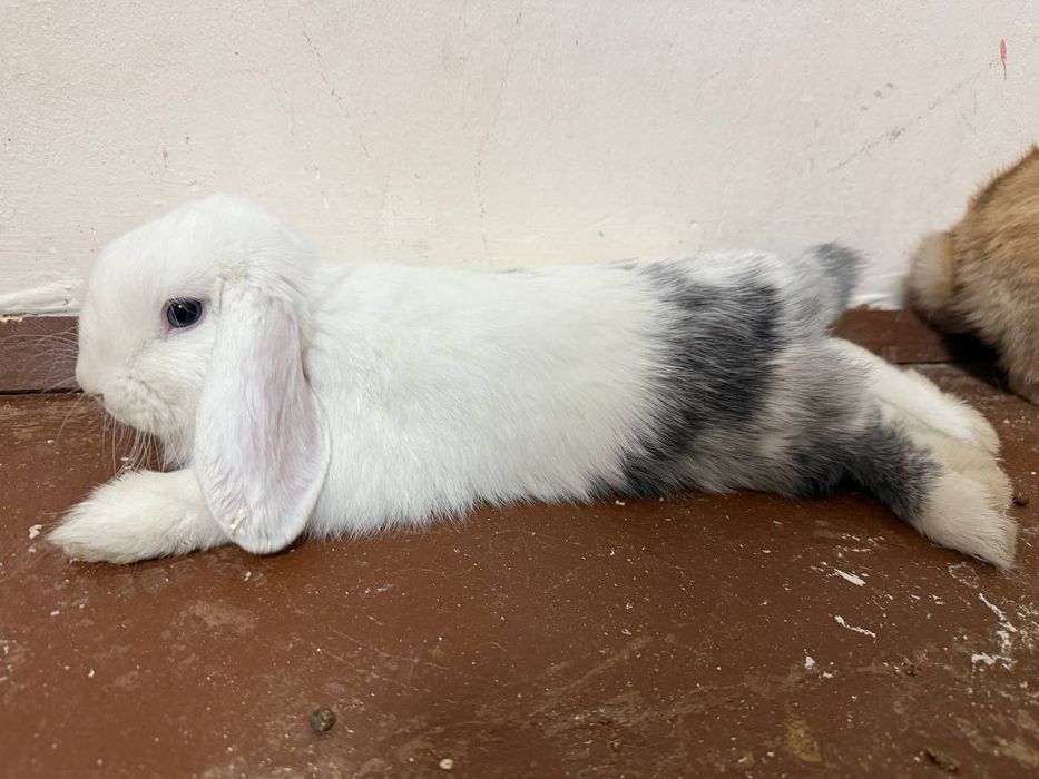 Quyonlar oq rangi Angliya jigarrangi Shvetsiya zottor quyonlar 100 $