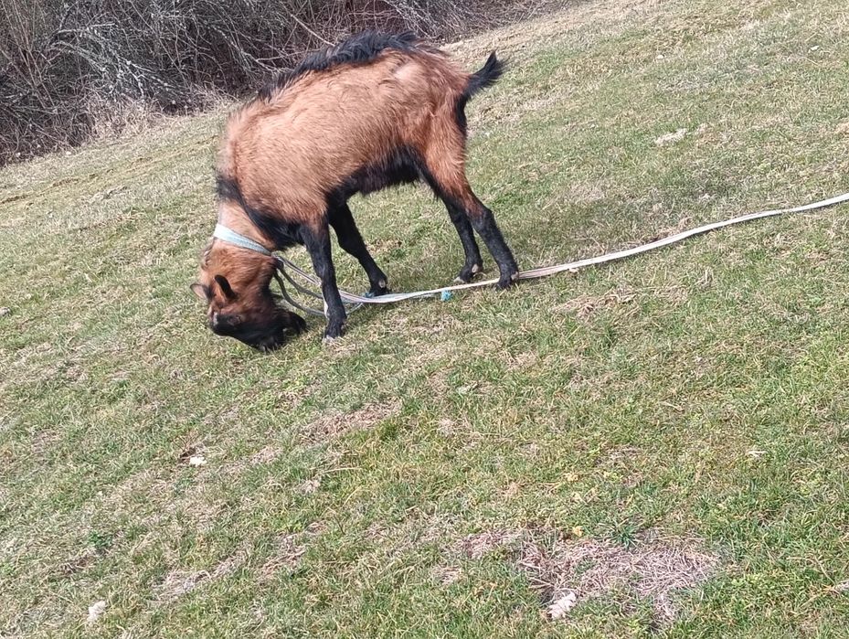 Un țap alpin al 3lea an montează bine