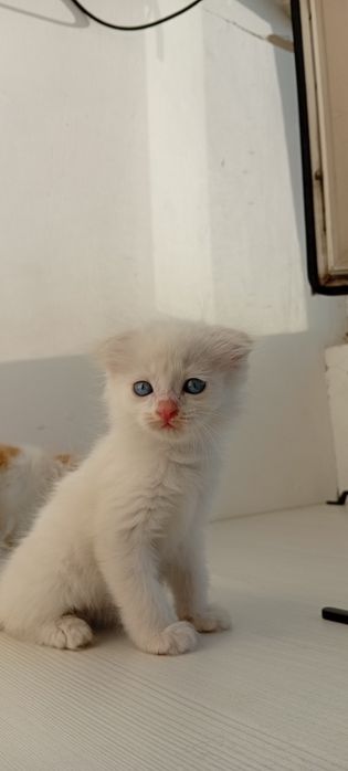 Шотландский вислоухий