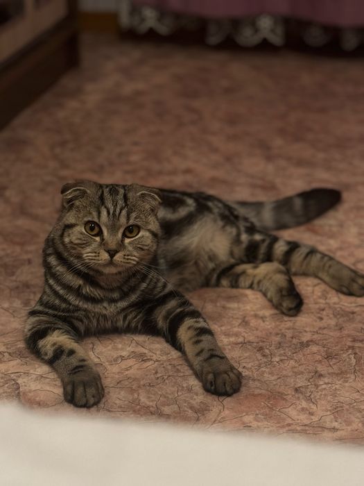 Отдам кота в добрые руки