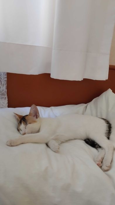 Предлагам хубаво котенце
