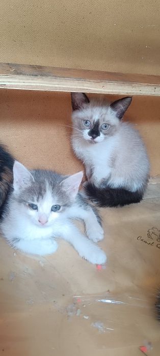 Котята ждут своих хозяев