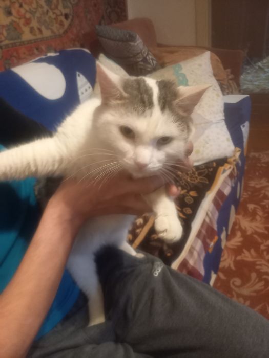 домашние животные